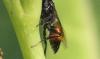 Astata sp.